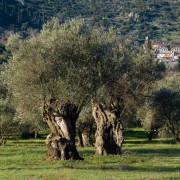 drzedo-oliwne-gaj-amfissa