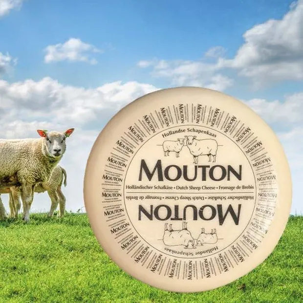 ser-owczy-mild-mouton-holenderski